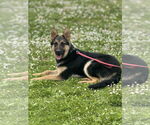Small #17 German Shepherd Dog