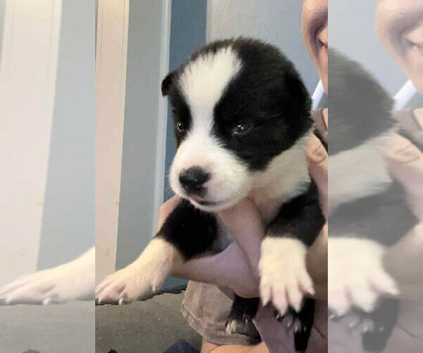 Medium Photo #10 Siberian Husky-Unknown Mix Puppy For Sale in Wakefield, RI, USA