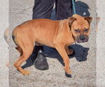 Small Photo #3 American Staffordshire Terrier-Boxer Mix Puppy For Sale in Huntley, IL, USA