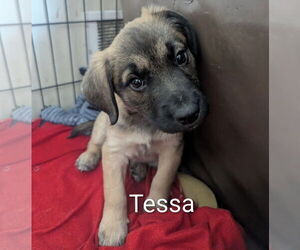 Retriever -Unknown Mix Dogs for adoption in Princeton, MN, USA