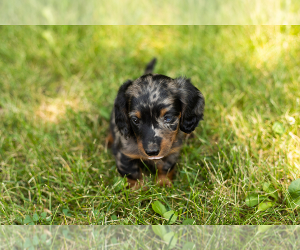 Medium Photo #2 Dachshund Puppy For Sale in MILFORD, IN, USA