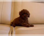 Small #3 Poodle (Toy)