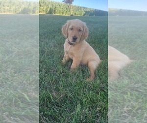 Golden Retriever Puppy for sale in EARLVILLE, IA, USA