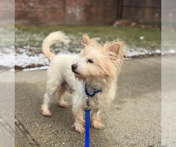 Medium Photo #1 Maltese-Unknown Mix Puppy For Sale in Boston, MA, USA