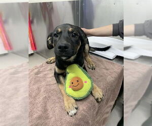 Rottweiler-Siberian Husky Mix Dog for Adoption in Fairbanks, Alaska USA