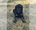 Small #8 Poodle (Miniature)-Poodle (Standard) Mix