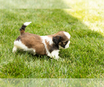 Small #4 Shih Tzu