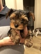 Small Photo #8 Yorkshire Terrier Puppy For Sale in CARLSBAD, CA, USA