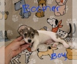 Small #7 Chizer