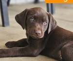 Puppy Orange Collar Labrador Retriever