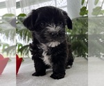 Small #9 Morkie