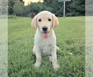 Labrador Retriever Puppy for sale in DAYTON, VA, USA