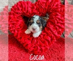 Puppy Puppy 4 Miniature Bernedoodle