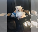 Small Photo #6 Maltese Puppy For Sale in HAYWARD, CA, USA