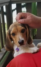 Beagle Puppy for sale in LONG BEACH, CA, USA