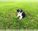 Puppy Dolly Border Collie