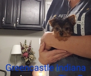 Yorkshire Terrier Puppy for sale in GREENCASTLE, IN, USA