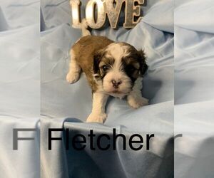 ShihPoo Puppy for sale in ZEIGLER, IL, USA