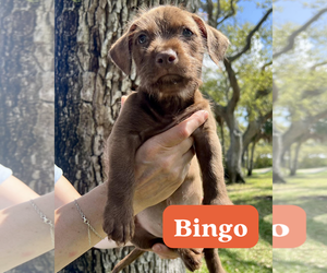 Dachsador Dogs for adoption in Pompano Beach , FL, USA