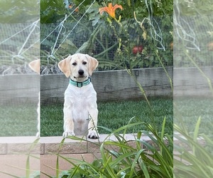 Labrador Retriever Puppy for Sale in CARTER LAKE, Iowa USA