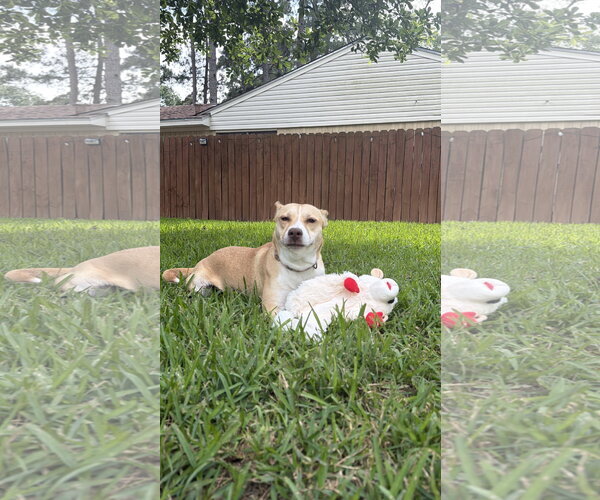 Medium Photo #10 Labrador Retriever-Unknown Mix Puppy For Sale in The Woodlands, TX, USA