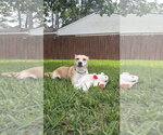 Small #9 Labrador Retriever Mix