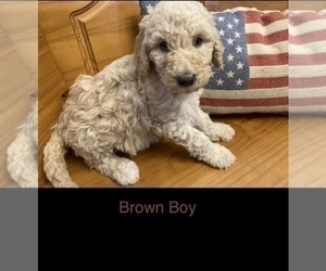 Double Doodle Puppy for sale in PENDLETON COUNTY, KY, USA