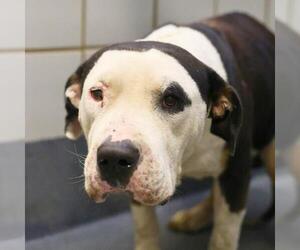American Staffordshire Terrier-Unknown Mix Dogs for adoption in San Antonio, TX, USA