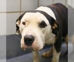 Small American Staffordshire Terrier Mix