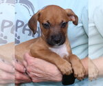Kirby 44217 - Male Retriever -Unknown Mix Dog for Adoption - Small photo