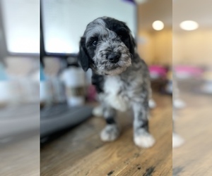 Aussiedoodle Puppy for sale in LEXINGTON, KY, USA