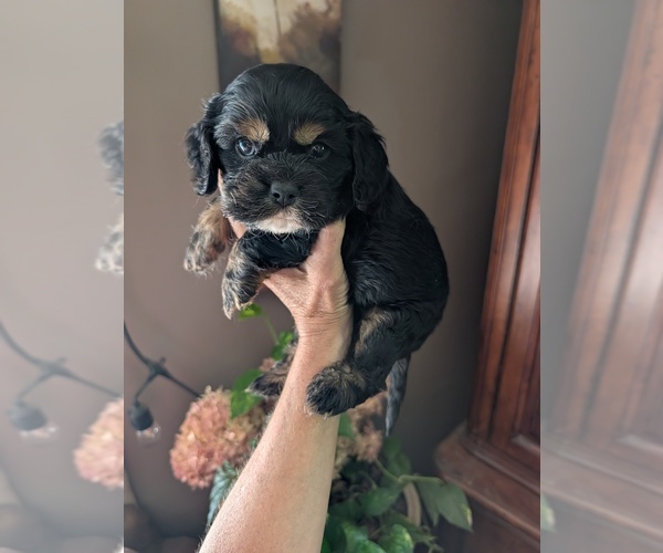 Medium Photo #1 Cavalier King Charles Spaniel Puppy For Sale in CENTURIA, WI, USA