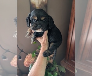 Cavalier King Charles Spaniel Puppy for sale in CENTURIA, WI, USA