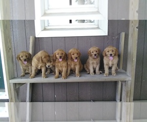 Golden Retriever Puppy for sale in UNITY, WI, USA