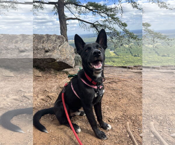 Medium Photo #2 German Shepherd Dog-Unknown Mix Puppy For Sale in La Grange , NC, USA