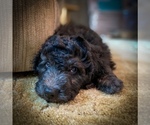 Small Photo #3 Bernedoodle Puppy For Sale in CHEYENNE, WY, USA