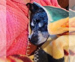 Small #3 Chiweenie