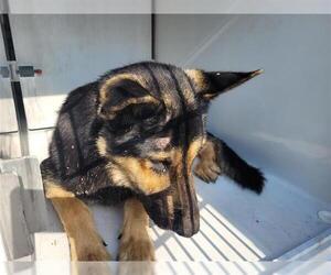 German Shepherd Dog Dogs for adoption in Houston, TX, USA