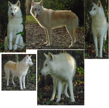 Medium Photo #1 Wolf Hybrid Puppy For Sale in POWELL, TN, USA