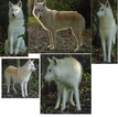 Small Photo #1 Wolf Hybrid Puppy For Sale in POWELL, TN, USA