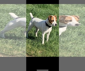 Parson Russell Terrier Puppy for sale in GORDON, NE, USA