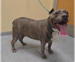 Mutt Dogs for adoption in Orange, CA, USA