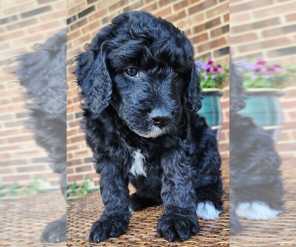 Medium Photo #7 Aussiedoodle Puppy For Sale in COLUMBIA, TN, USA