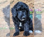 Small #6 Aussiedoodle