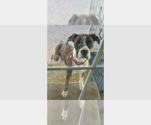 Boxer Dogs for adoption in Austin, TX, USA