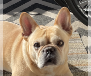 French Bulldog Dogs for adoption in San Ramon, CA, USA