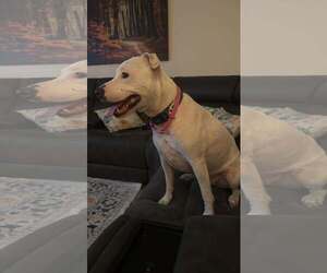 Daisy - Female American Staffordshire Terrier-Unknown Mix Dog for Adoption - Photo #5