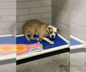 Mutt Dogs for adoption in Stockton, CA, USA