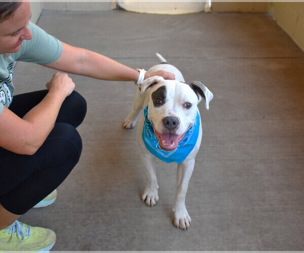 Medium Photo #3 American Pit Bull Terrier-Unknown Mix Puppy For Sale in McKinney, TX, USA