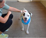 Small #2 American Pit Bull Terrier Mix